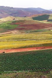 Image du Maroc Professionnelle de  Sur les pentes et collines dans la région de ben Slimane au Nord est de Casablanca, Les agriculteurs (Fellah) pratiquent  une agriculture traditionnelle sur leur lopin de, Mardi 5 Février 2002. (Photo / Abdeljalil Bounhar)